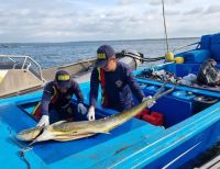 Fue incautada más de media tonelada de pesca ilegal en cercanías a Malpelo