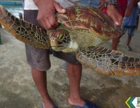Un ciudadano le arrebató tortuga marina al comercio ilegal en Buenaventura