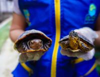 Bonaverenses contribuyen a la conservación ambiental entregando fauna silvestre al EPA