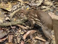 Balance de la liberación de fauna silvestre en Buenaventura por parte de la CVC