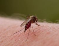 “Tenemos que unirnos en la lucha contra el dengue”, llamado de la Gobernadora a los vallecaucanos