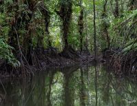 Desde la Cancillería explicamos qué es la COP16 del Convenio sobre Diversidad Biológica y por qué es tan importante para Colombia