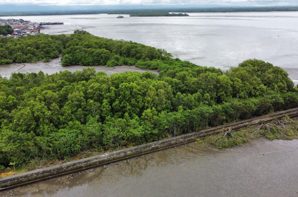 El Establecimiento Público Ambiental de Buenaventura verifica aprovechamiento ilegal de mangle en el malecón Bahía de la Cruz