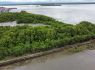 El Establecimiento Público Ambiental de Buenaventura verifica aprovechamiento ilegal de mangle en el malecón Bahía de la Cruz