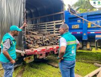 Incautados cerca de 480 metros cúbicos de madera ilegal: EPA refuerza la lucha contra la tala no autorizada