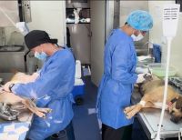 El Valle del Cauca cumplió la meta: 2.000 esterilizaciones para el bienestar de los peluditos en 2024