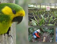 EPSA adelanta el proyecto más grande de conservación del árbol nacional de Colombia y hábitat del loro orejiamarillo