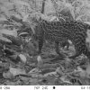 La Red OTUS de la CVC registra cinco especies de felinos silvestres en territorio del Distrito Especial de Buenaventura