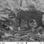 La Red OTUS de la CVC registra cinco especies de felinos silvestres en territorio del Distrito Especial de Buenaventura