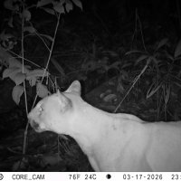 Felinos, CVC 1