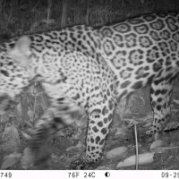 Felinos, CVC 3