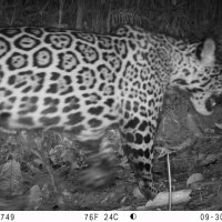 Felinos, CVC 5