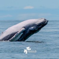 Ballenas, turismo 7