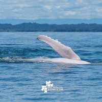 Ballenas, turismo 9