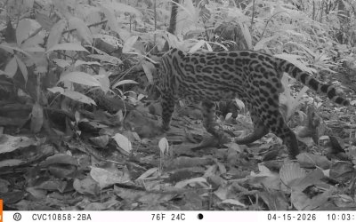 La Red OTUS de la CVC registra cinco especies de felinos silvestres en territorio del Distrito Especial de Buenaventura