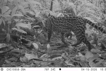 La Red OTUS de la CVC registra cinco especies de felinos silvestres en territorio del Distrito Especial de Buenaventura