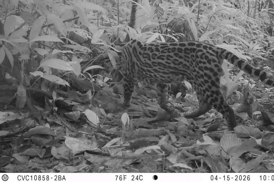 La Red OTUS de la CVC registra cinco especies de felinos silvestres en territorio del Distrito Especial de Buenaventura
