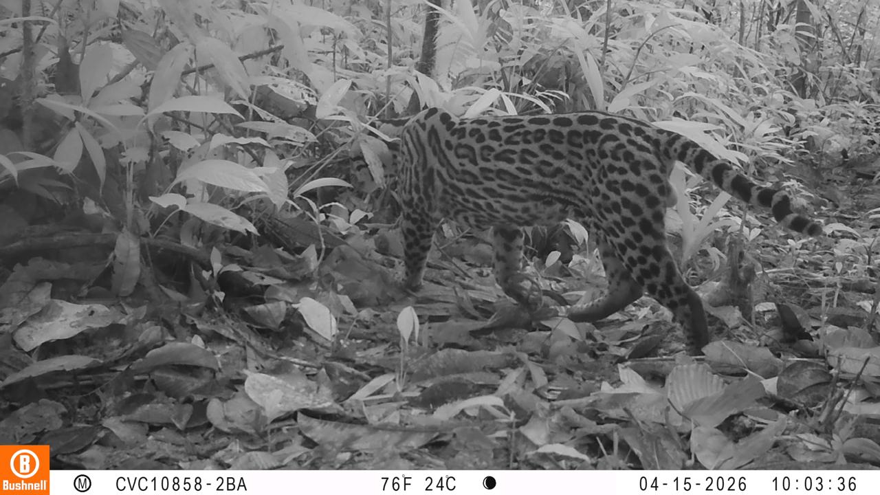 La Red OTUS de la CVC registra cinco especies de felinos silvestres en territorio del Distrito Especial de Buenaventura