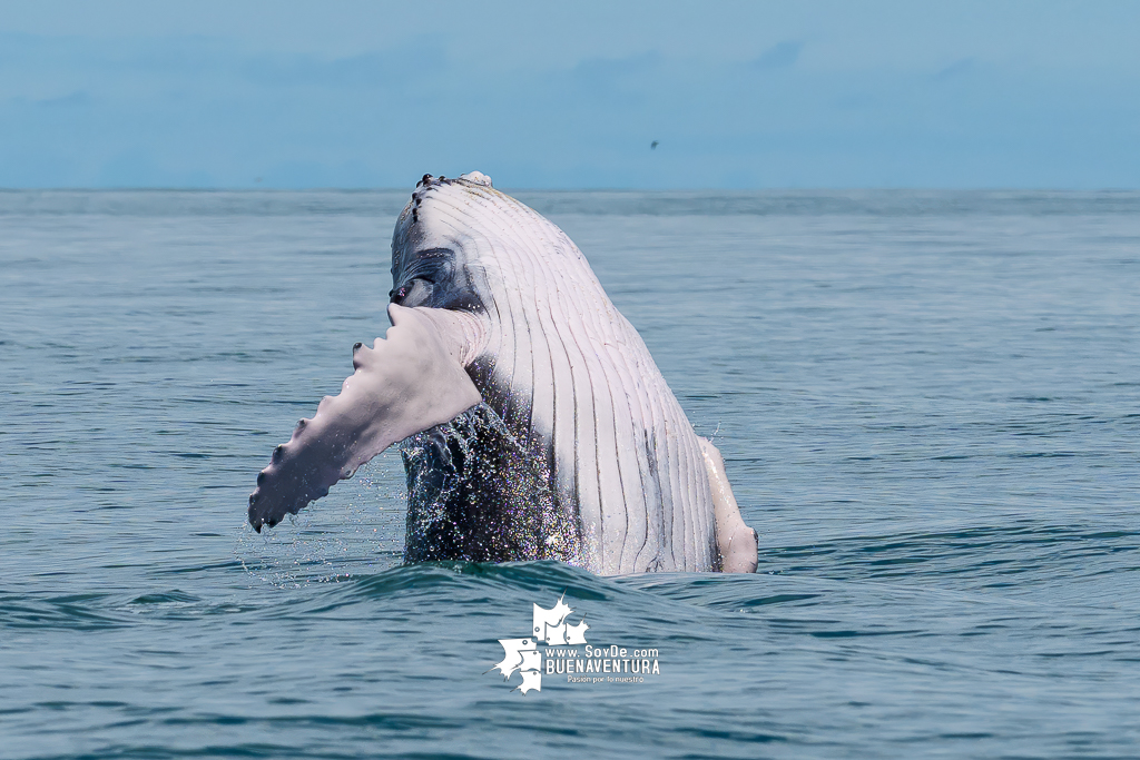 Ballenas, turismo 2